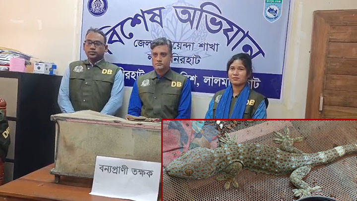 লালমনিরহাটে ডিবির অভিযানে ৩টি বিলুপ্তপ্রায় তক্ষক উদ্ধার