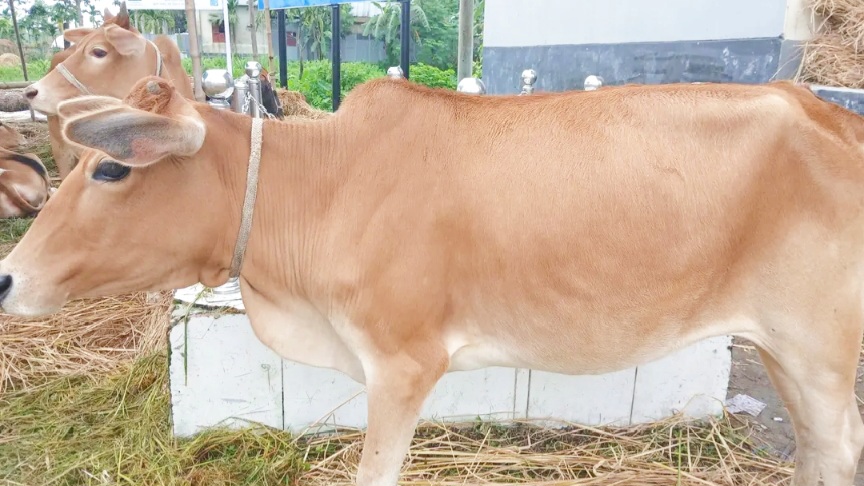 ইসলামিক রিলিফ বাংলাদেশের গরু ক্রয়ে ব্যাপক অনিয়ম