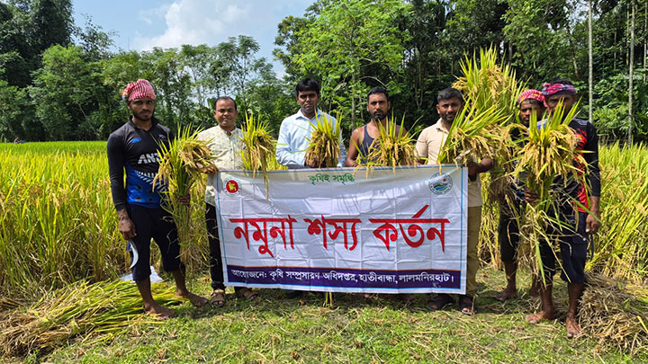 হাতীবান্ধায় তিস্তার চরাঞ্চলে আগাম আমন ধান কাটা শুরু :মঙ্গা উধাও