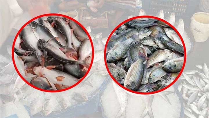 পাঙাশ-তেলাপিয়াও নাগালের বাইরে, প্রোটিনের চাহিদা মেটাতে চাপে নিম্নআয়ের মানুষ