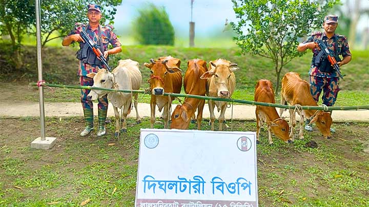 লালমনিরহাট সীমান্তে ৬ ভারতীয় গরু জব্দ